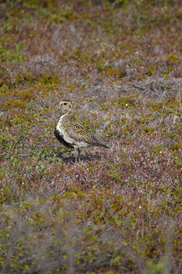 Sky Sighting Igluhus - Stay'In Arbakki Arskogssandur Экстерьер фото